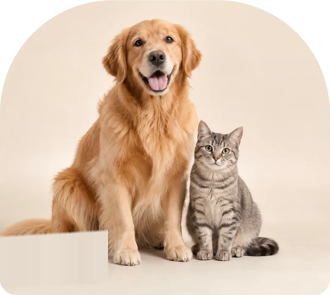 A golden retriever and a gray tabby cat sitting side by side